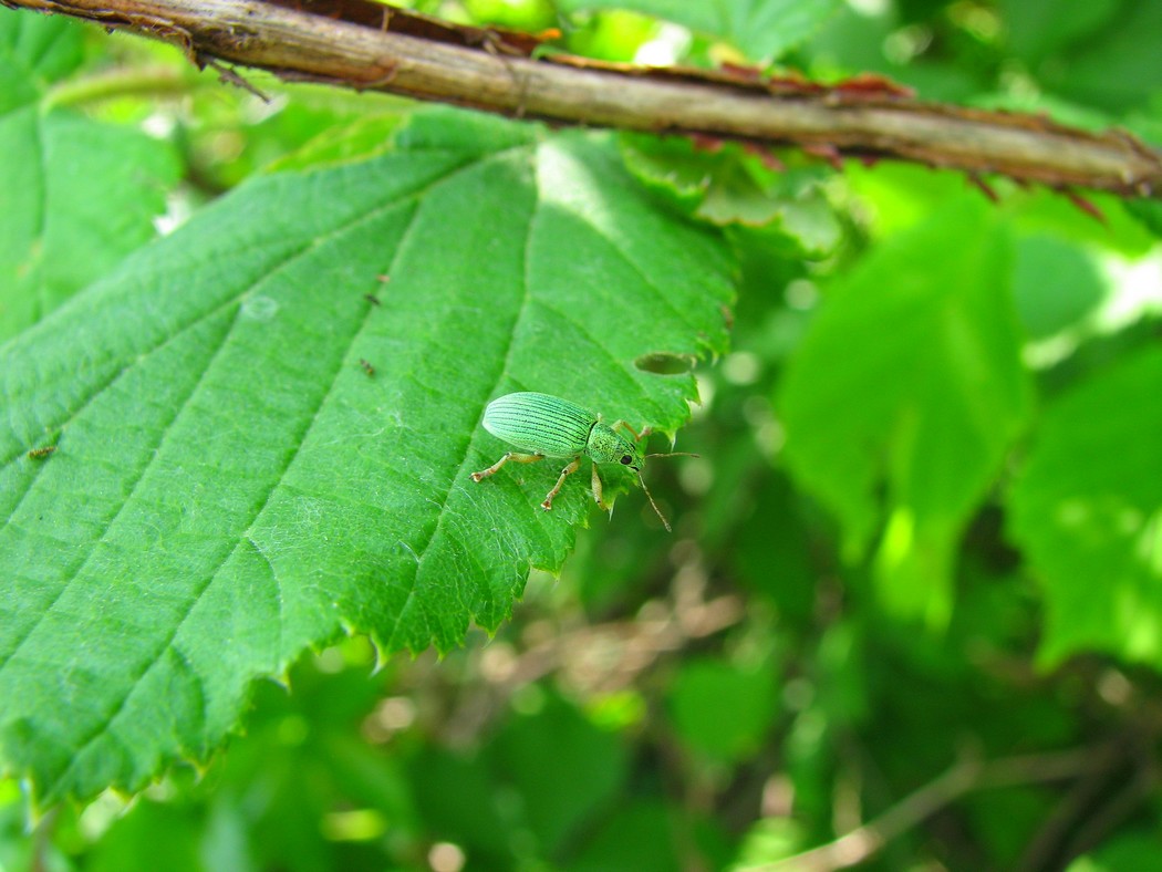 Svariati coleotteri da identificare